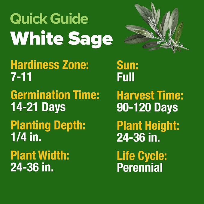 HOME GROWN Non GMO White Sage Seeds 323 Pack Heirloom Seeds - Image 7