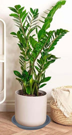 4 Pack of 16 inch Plant Saucer, Large Plant Tray, Heavy Sturdy Plant Drainage - Image 6