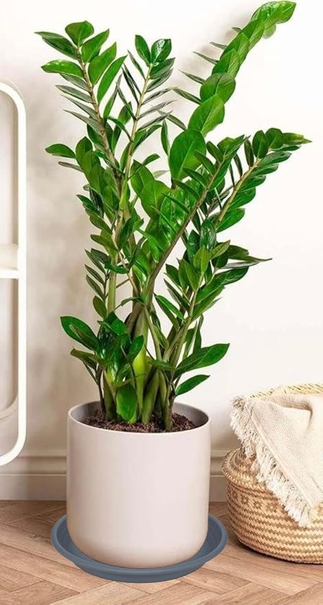 4 Pack of 16 inch Plant Saucer, Large Plant Tray, Heavy Sturdy Plant Drainage - Image 6