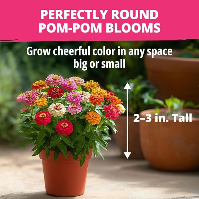 HOME GROWN Thumbelina Zinnia Seeds – 500 Dwarf Zinnia - Image 3