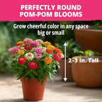 HOME GROWN Thumbelina Zinnia Seeds – 500 Dwarf Zinnia - Image 3