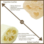 One Whole Egyptian Loofah 100% Natural SPA Beauty Bath Sponge Body Scrubber - Image 8
