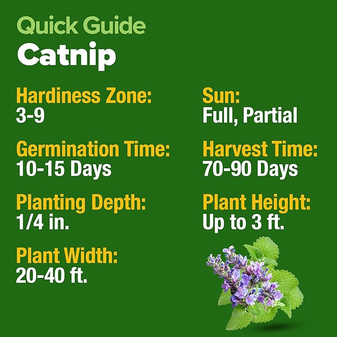 HOME GROWN Catnip Seeds Heirloom Herb 4232 Seeds - Image 5
