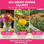 HOME GROWN Zinnia Lilliput Mix Flower Seeds - Image 3