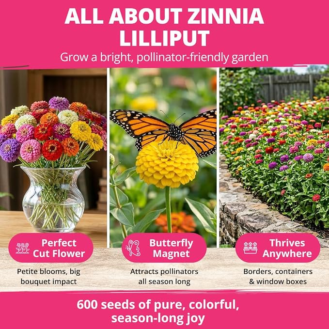 HOME GROWN Zinnia Lilliput Mix Flower Seeds - Image 3
