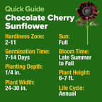 HOME GROWN Chocolate Cherry Sunflower Seeds – 150 Heirloom Non-GMO Seeds – - Image 3