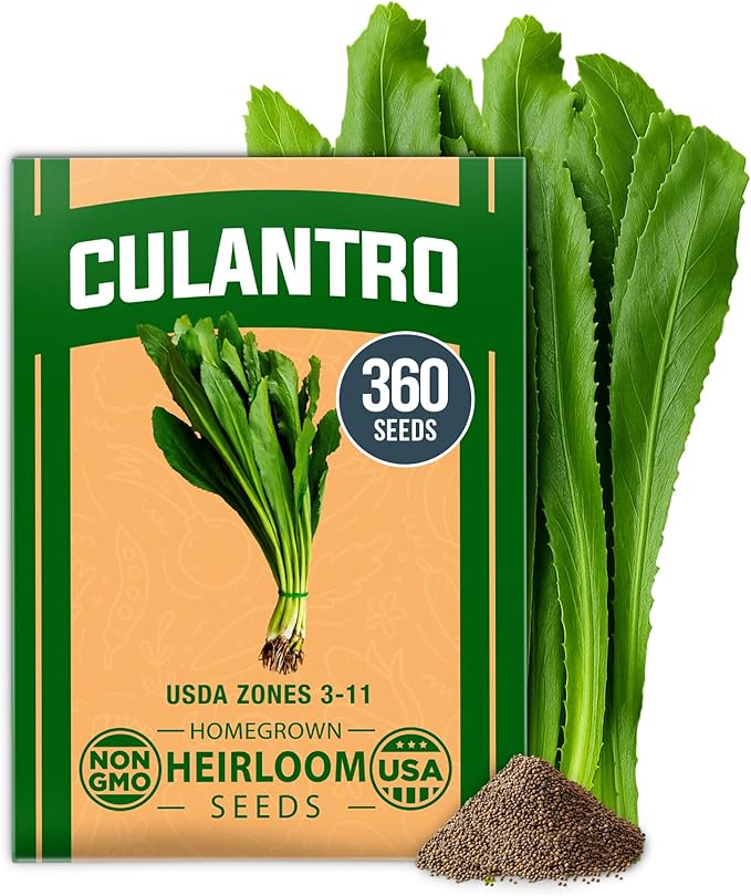HOME GROWN Non GMO Culantro Seeds 360 Herb Seeds by HOMEGROWN