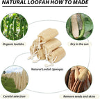Natural Loofah Slices Cuts for Soap Making-20 Pack Organic Luffa Loofa Sponges - Image 6
