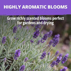 HOME GROWN Non GMO English Lavender Seeds 3, 000+ Wildflower Seed - Image 5