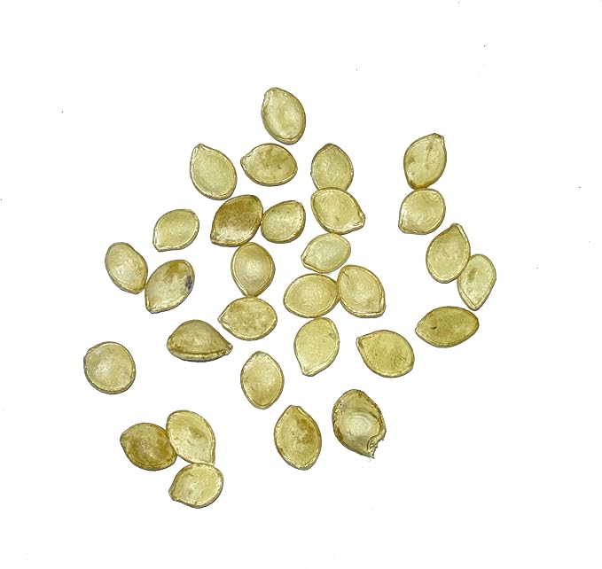 Seed Needs, Delicata Squash Seeds - Image 4