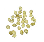 Seed Needs, Delicata Squash Seeds - Image 4