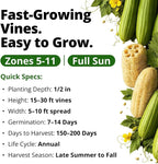 HOME GROWN Luffa Seeds 40 Heirloom Non-GMO Loofah Gourd Seeds - Image 4