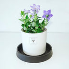 Plant Saucer Tray for Ceramic Plastic Pots, 20 inch Plant Saucers for Indoors - Image 3