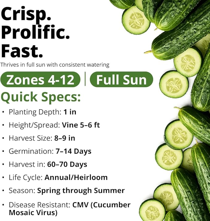 HOME GROWN Organic Marketmore Cucumber Seeds 200+ Heirloom Non-GMO Seeds - Image 4