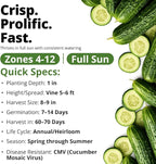 HOME GROWN Organic Marketmore Cucumber Seeds 200+ Heirloom Non-GMO Seeds - Image 4