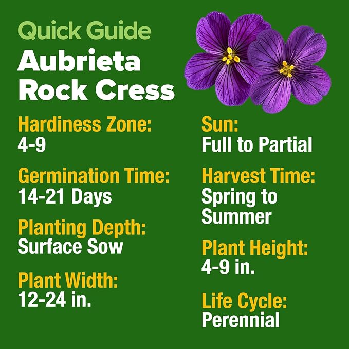 HOME GROWN Aubrieta Rock Cress Purple, Flowering Ground Cover Seed Pack - Image 5