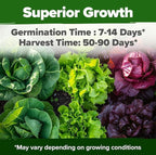 HOME GROWN 20 Variety Lettuce Seeds 21, 700+ Bulk Pack Heirloom Non-GMO - Image 4