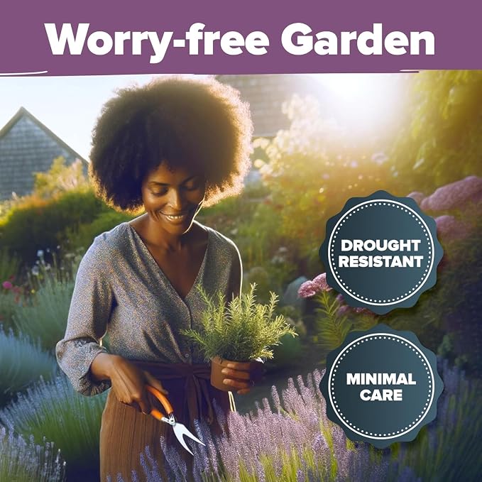 HOME GROWN Premium English Lavender Seeds -1, 300 Herb Seeds, Wildflower Seed - Image 5