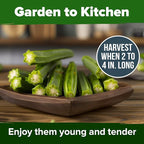 HOME GROWN Clemson Spineless Okra Seeds 101+ Heirloom Non-GMO Vegetable Seeds - Image 4