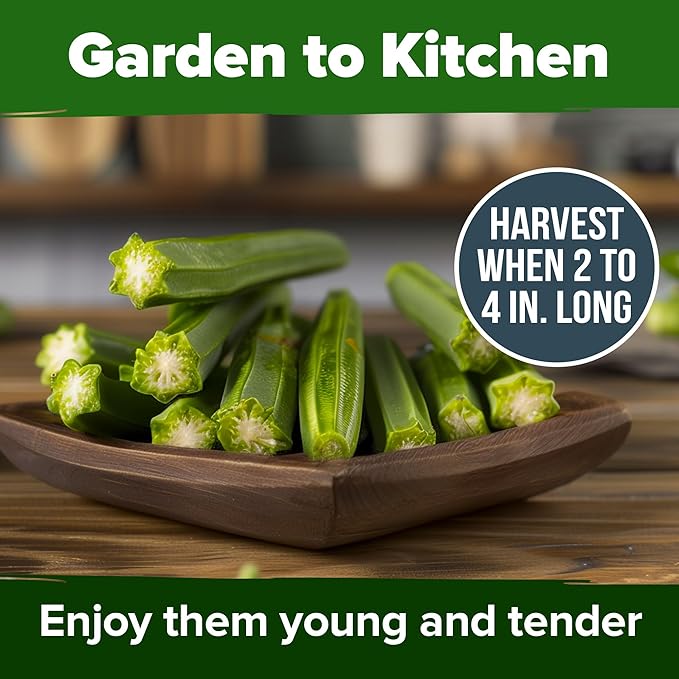HOME GROWN Clemson Spineless Okra Seeds 101+ Heirloom Non-GMO Vegetable Seeds - Image 4