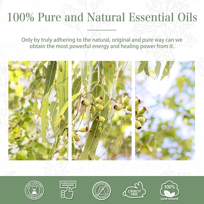Lemon Eucalyptus 3.38fl.oz Essential Oil, PHATOIL Pure Aromatherapy Oils - Image 6