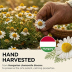 Gya Labs Organic German Chamomile Essential Oil - Image 3