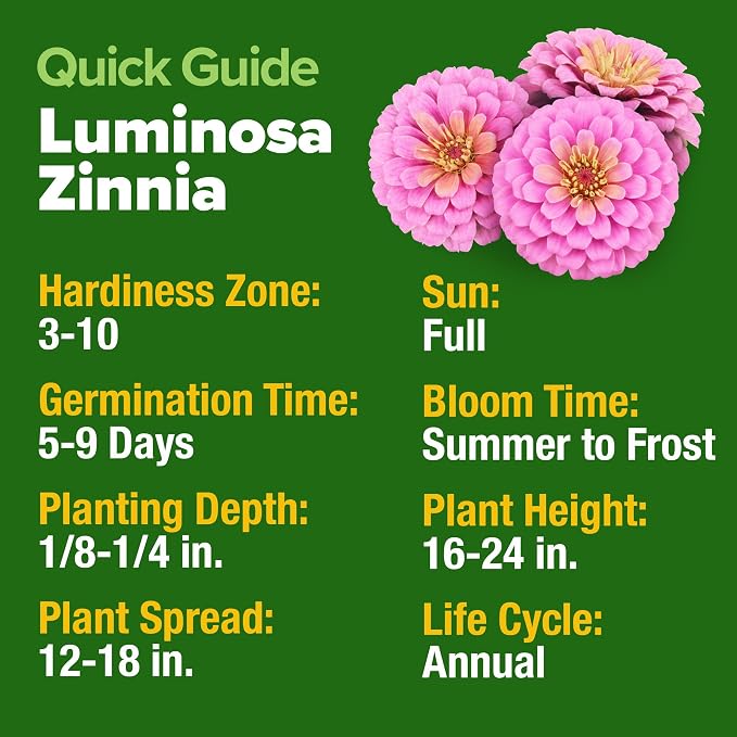 HOME GROWN Pink Zinnia Seeds – 1500 Luminosa Zinnias, Fast Blooming, Heat - Image 3