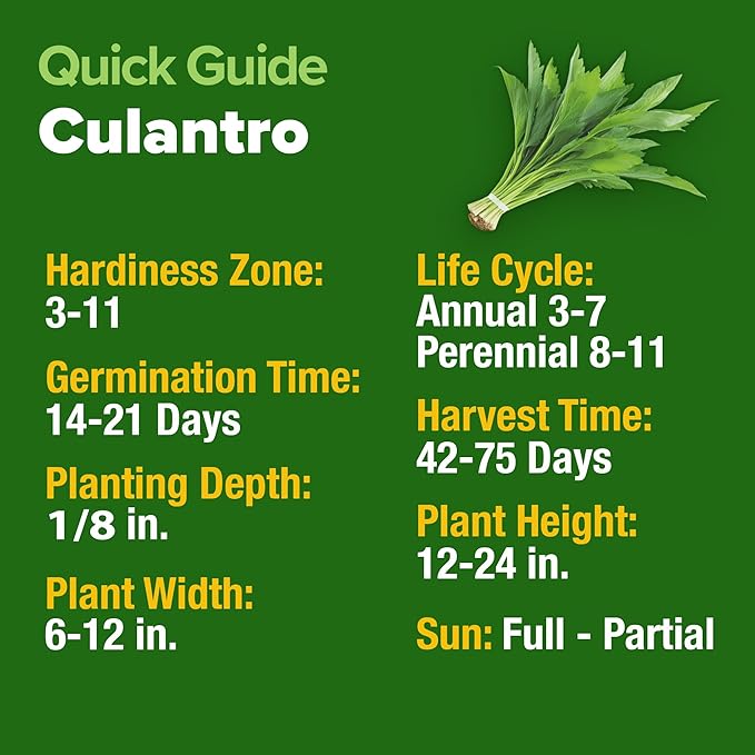 HOME GROWN Non GMO Culantro Seeds 360 Herb Seeds - Image 5