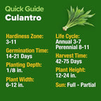 HOME GROWN Non GMO Culantro Seeds 360 Herb Seeds - Image 5