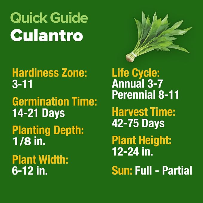 HOME GROWN Culantro Seeds - Image 5