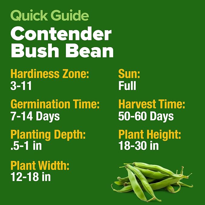 HOME GROWN Contender Bush Bean Seeds 28+ Heirloom Non-GMO, High Germination - Image 5