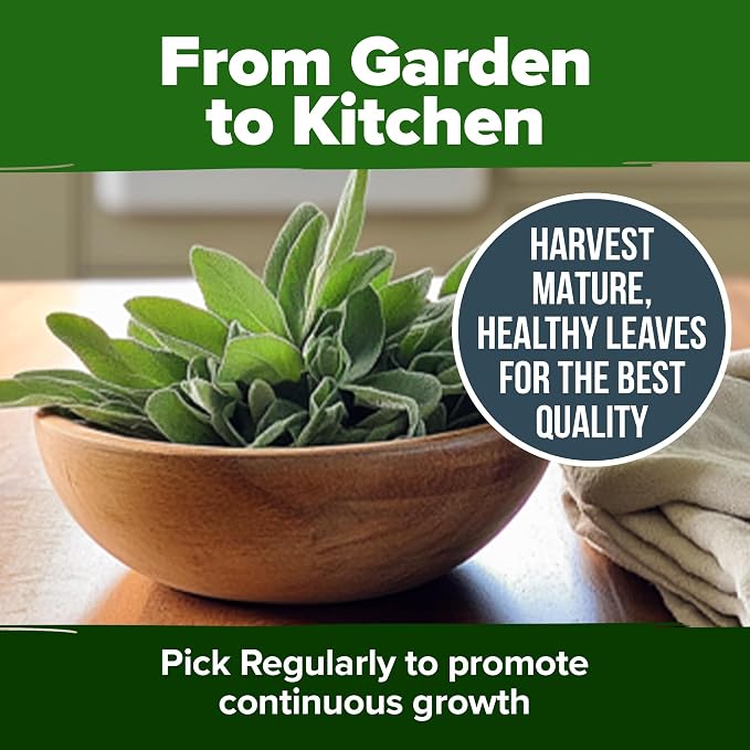 HOME GROWN Non GMO White Sage Seeds 323 Pack Heirloom Seeds - Image 9