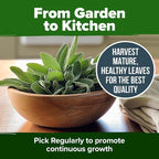 HOME GROWN Non GMO White Sage Seeds 323 Pack Heirloom Seeds - Image 9
