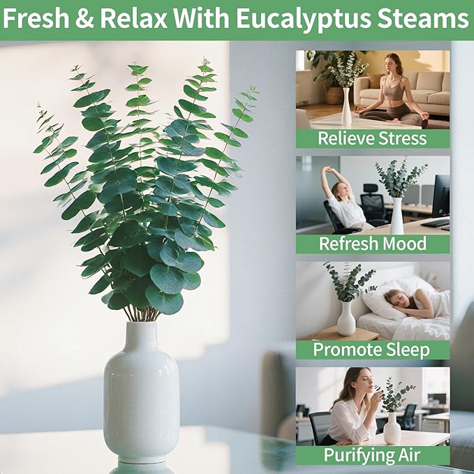 12PCS Dried Eucalyptus Bundle 17'' Real Eucalyptus Stems 100% Natural Fresh - Image 3
