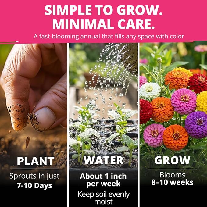 HOME GROWN Zinnia Lilliput Mix Flower Seeds – 600 Seeds Zinnia elegans – - Image 5