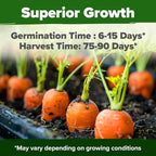 HOME GROWN Tendersweet Carrots Seeds 3000+ Heirloom Non-GMO Seeds - Image 2