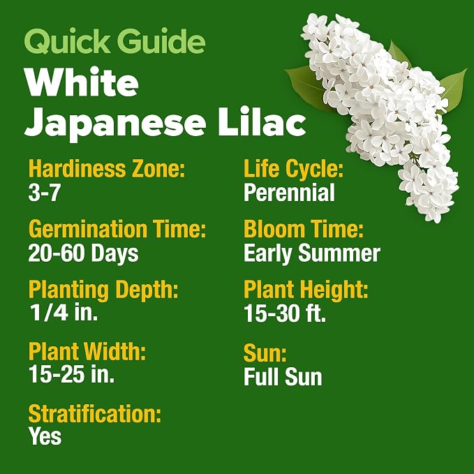 HOME GROWN 53 White Lilac Flower Seeds Non-GMO, Heirloom Tree Seeds - Image 5