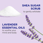 Dr Teal's Shea Sugar Scrub, Lavender Essential Oils, 19 oz - Image 2