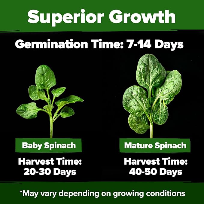 HOME GROWN Bloomsdale Spinach Seeds 704+ Heirloom Non-GMO Seeds - Image 2