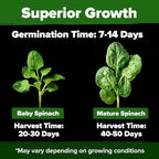 HOME GROWN Bloomsdale Spinach Seeds 353+ Non GMO Heirloom Seeds - Image 2