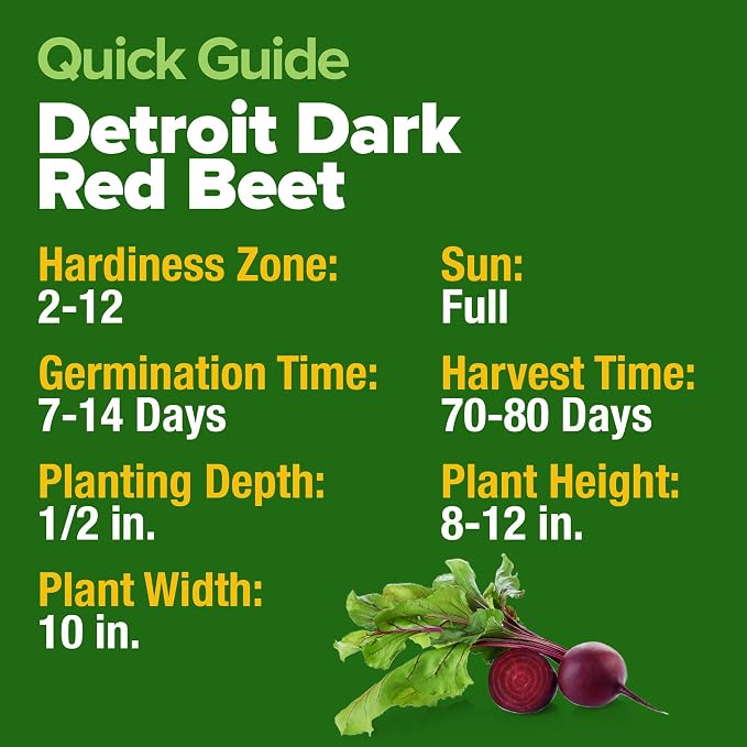 HOME GROWN Detroit Dark Red Beet Seeds 1000+ Heirloom Non-GMO Seeds - Image 5