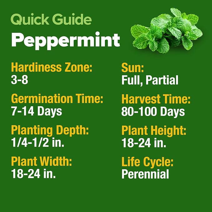 HOME GROWN Non GMO Peppermint Seeds Pack 2, 370 Heirloom Mint Seeds - Image 6