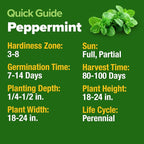HOME GROWN Non GMO Peppermint Seeds Pack 2, 370 Heirloom Mint Seeds - Image 6