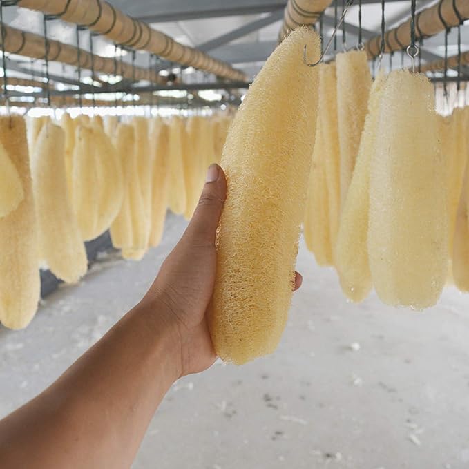 Natural Organic Loofah Sponges Large Exfoliating Shower Bath Loofah Luffa Loofa - Image 6