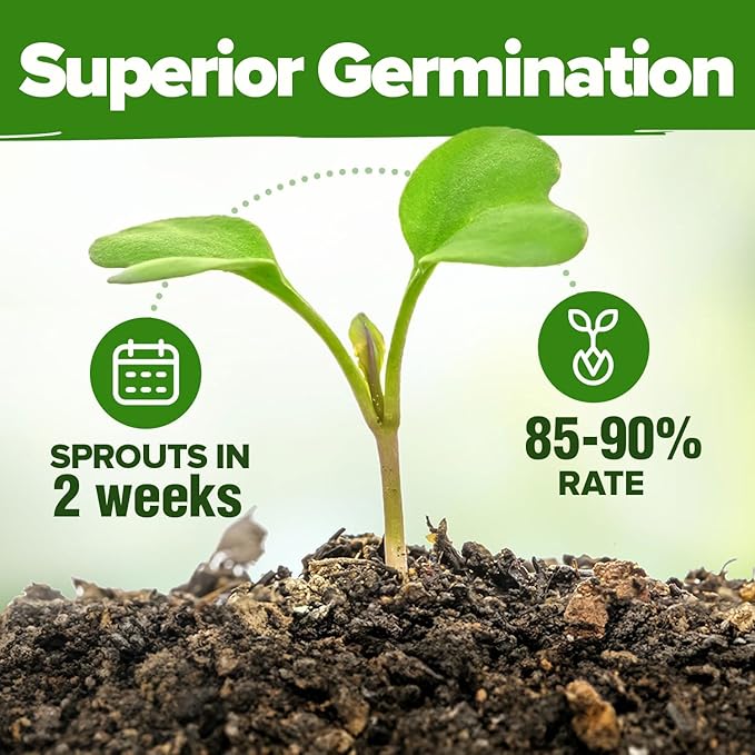 HOME GROWN 30 Herb Seeds for Planting 10, 900+ Non-GMO Heirloom Seeds | Extra - Image 5