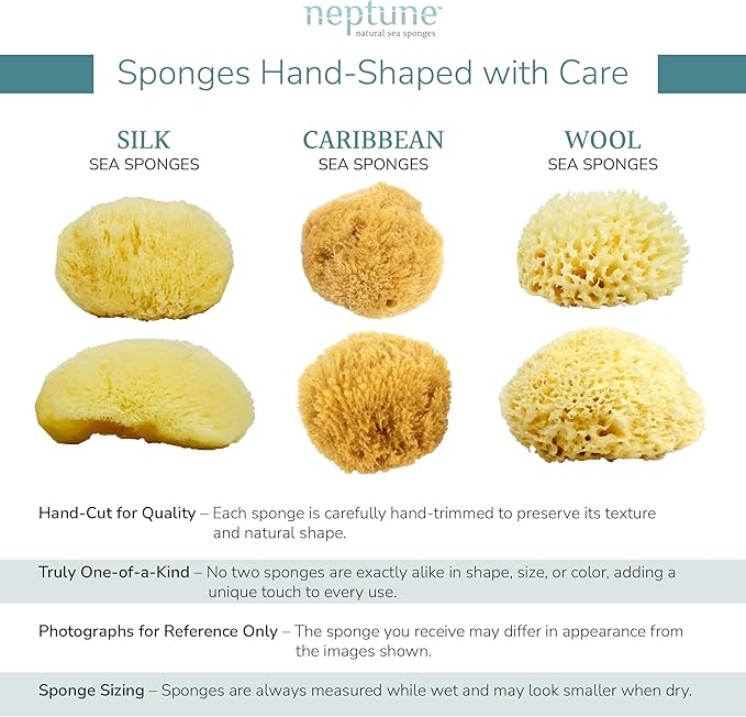 Neptune Caribbean Sea Sponge, Hand Processed, Natural & Eco-Friendly Bath Sponge - Image 3