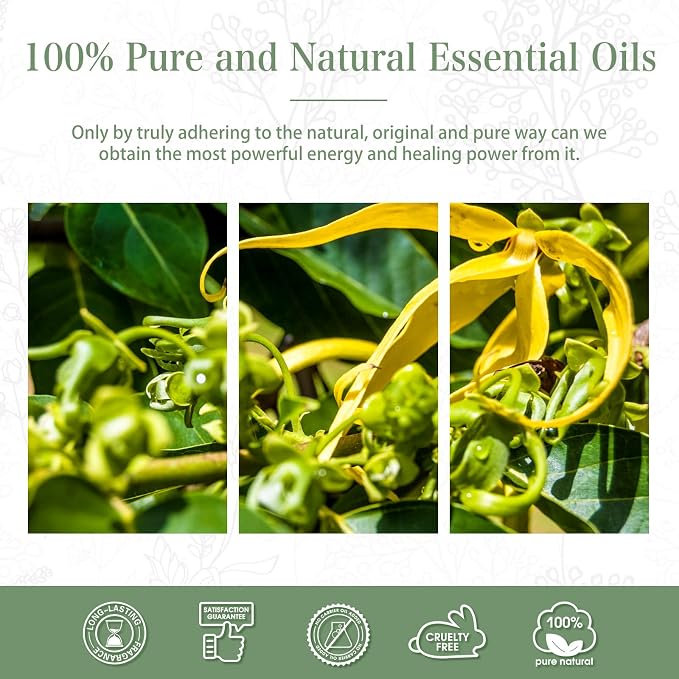 PHATOIL 100ML Ylang Ylang Essential Oil, Premium Essential Oils - Image 6