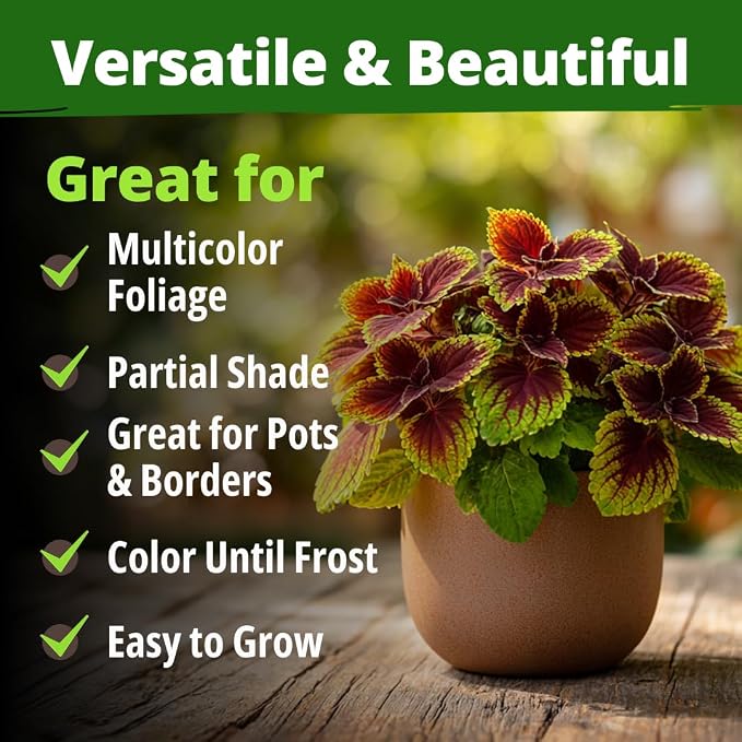 HOME GROWN Coleus Rainbow Seeds – 400 Count 0.04 oz Flower Seed, Coleus - Image 7