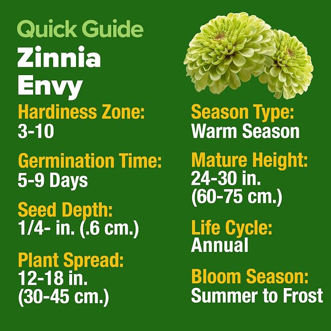 HOME GROWN Envy Zinnia Seeds – 500 Rare Lime Green Annual Zinnia Flower Seeds - Image 4