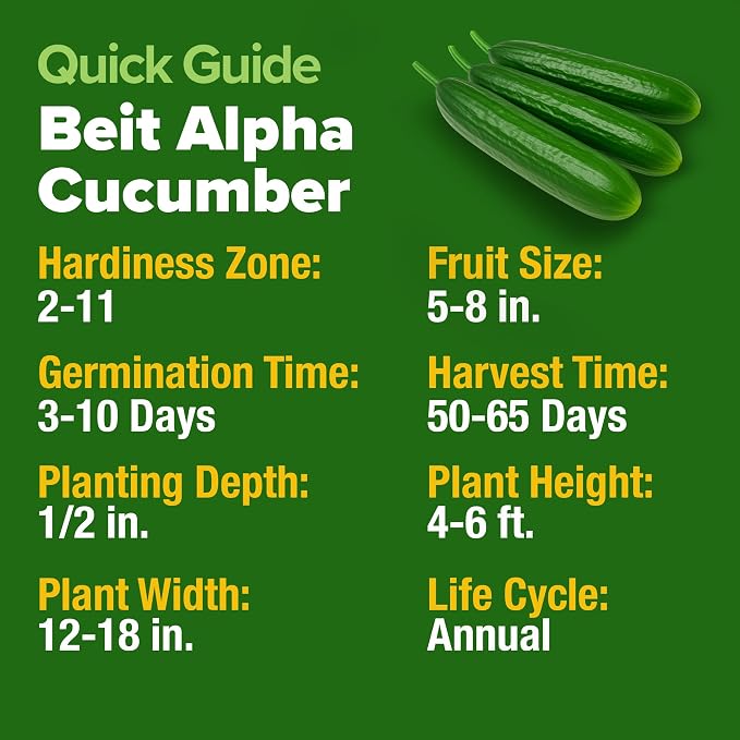 HOME GROWN Persian Cucumber Seeds 50+ Heirloom Non-GMO, Beit Alpha Variety - Image 5
